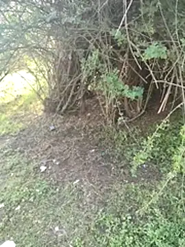 Snapshot of junedkhan99 chatting on April 3, 3:04 am junedkhan99 online show from April 3, 3:04 am