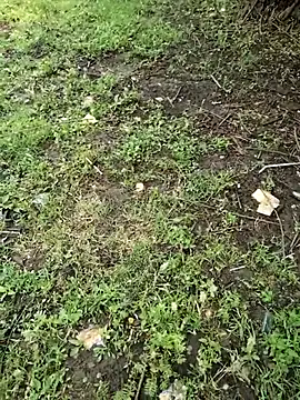 Snapshot of junedkhan99 chatting on April 4, 5:27 am junedkhan99 online show from April 4, 5:27 am