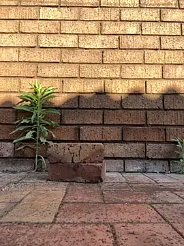 Snapshot of ZeusBlackDick chatting on November 1, 4:58 am ZeusBlackDick online show from November 1, 4:58 am