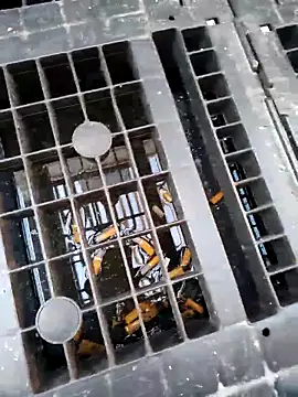 Ethangay online show from February 25, 7:18 am