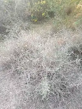 rameshmry1 online show from March 6, 12:12 pm