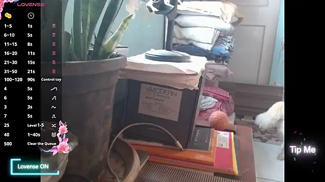 Star-Night online show from February 1, 4:11 am