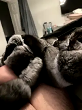 Furdale online show from November 18, 5:17 pm