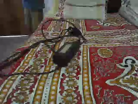 Snapshot of Roxy_Hard chatting on April 8, 10:37 am Roxy Hard online show from April 8, 10:37 am