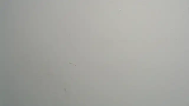 Snapshot of amy_le01 chatting on February 28, 4:20 pm amy le01 online show from February 28, 4:20 pm