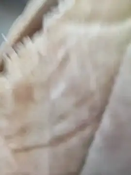 Snapshot of Comedordecu0289 chatting on September 20, 2:29 pm Comedordecu0289 online show from September 20, 2:29 pm