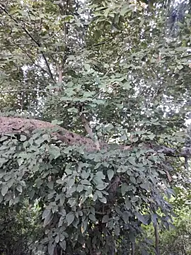 Snapshot of Rinku5553 chatting on October 30, 2:13 am Rinku5553 online show from October 30, 2:13 am