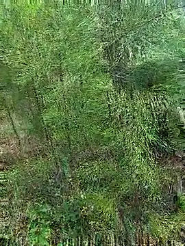 Gopal1243 online show from October 21, 1:17 am